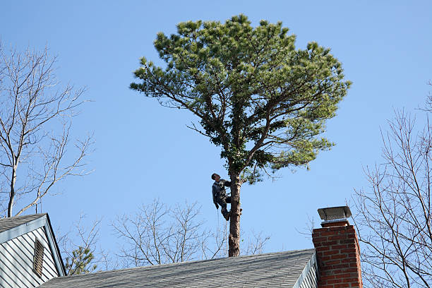 Seasonal Cleanup (Spring/Fall) in Bedford, TX