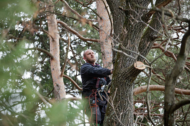 How Our Tree Care Process Works  in  Bedford, TX